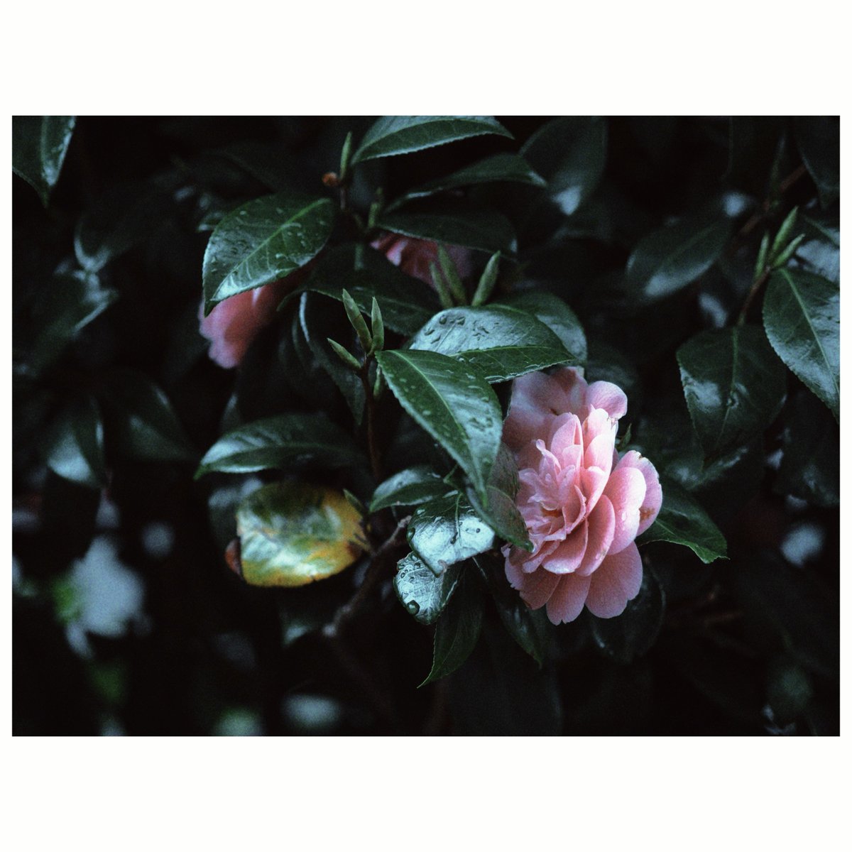 qualia315's tweet photo. 花時雨 https://t.co/TALcpIWBsE