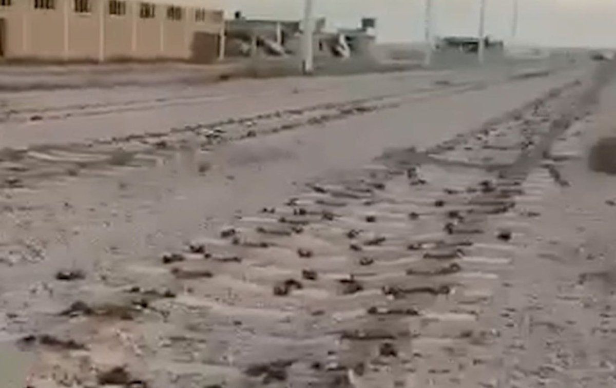 ابو مريم tweet media