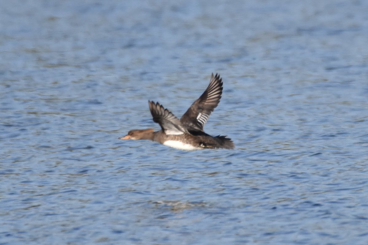 Simon Rose tweet media