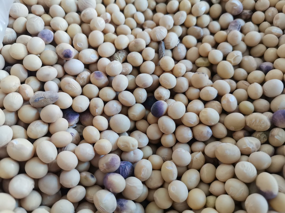 freddyrynne tweet media