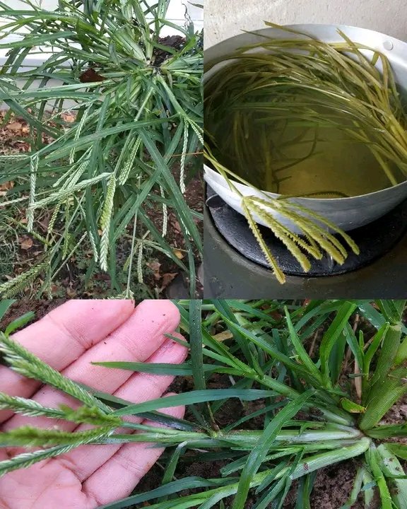 Herbalisque tweet media