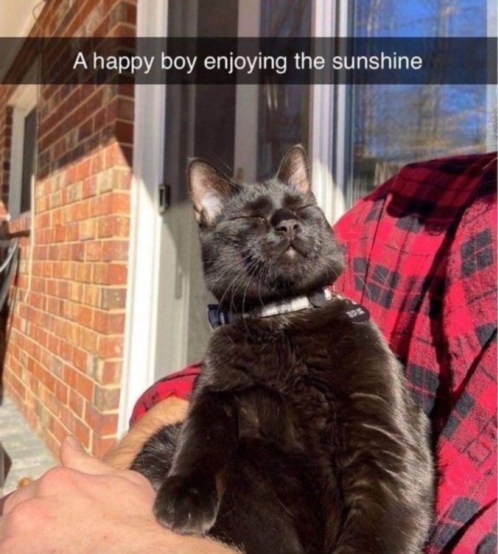 cats with powerful impression 🐾 tweet media