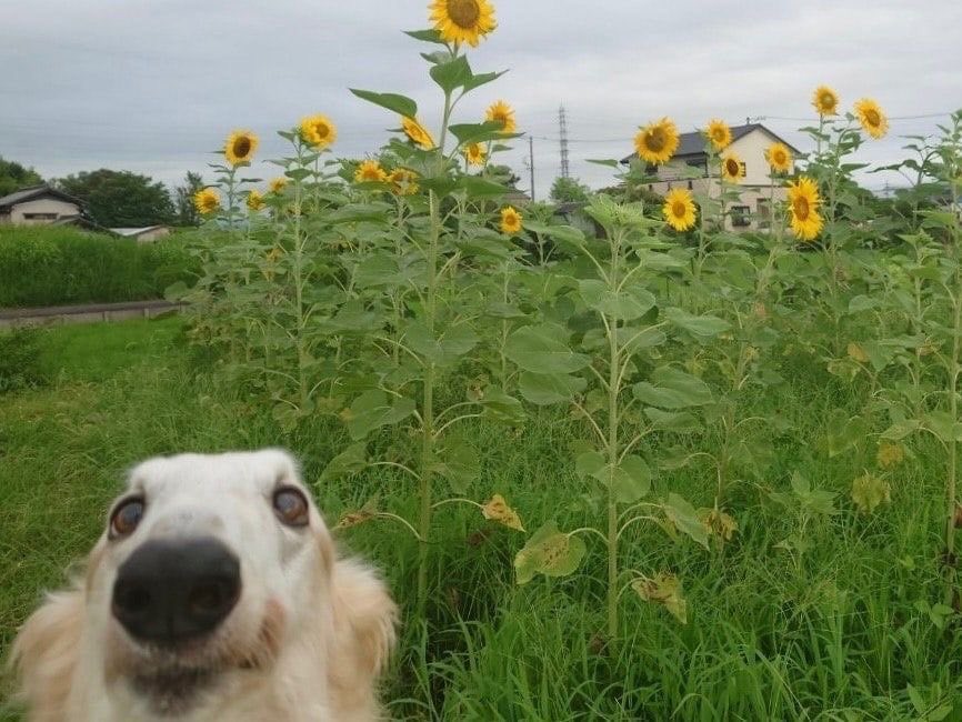 carolina tweet media