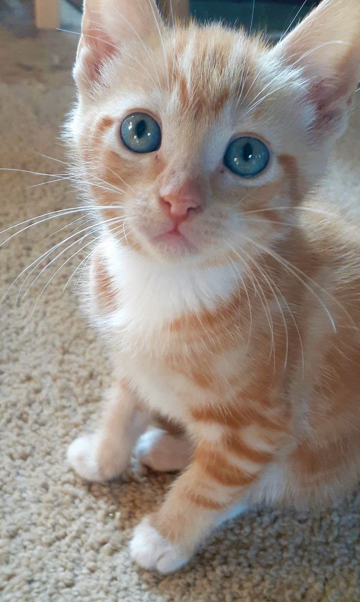 Williams tweet media