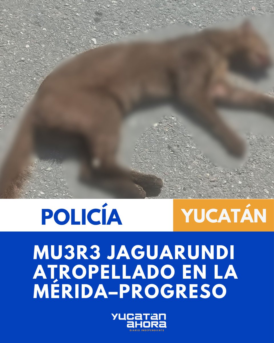 MU3R3 JAGUARUNDI ATROPELLADO EN LA MÉRIDA–PROGRESO

#Yucatán | Un ejemplar de jaguarundi fue hallado sin vida a la altura del kilómetro 24 de la carretera a Progreso, presuntamente tras ser arrollado por un vehículo. 

El felino, de color marrón y unos 60 centímetros de largo,