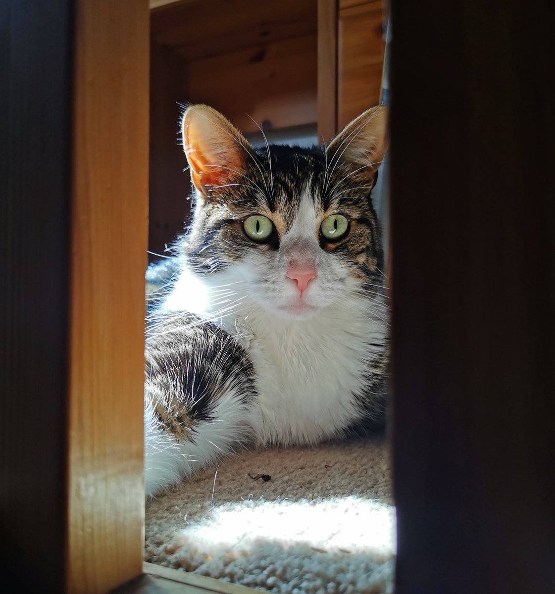 Alexander Newton tweet media