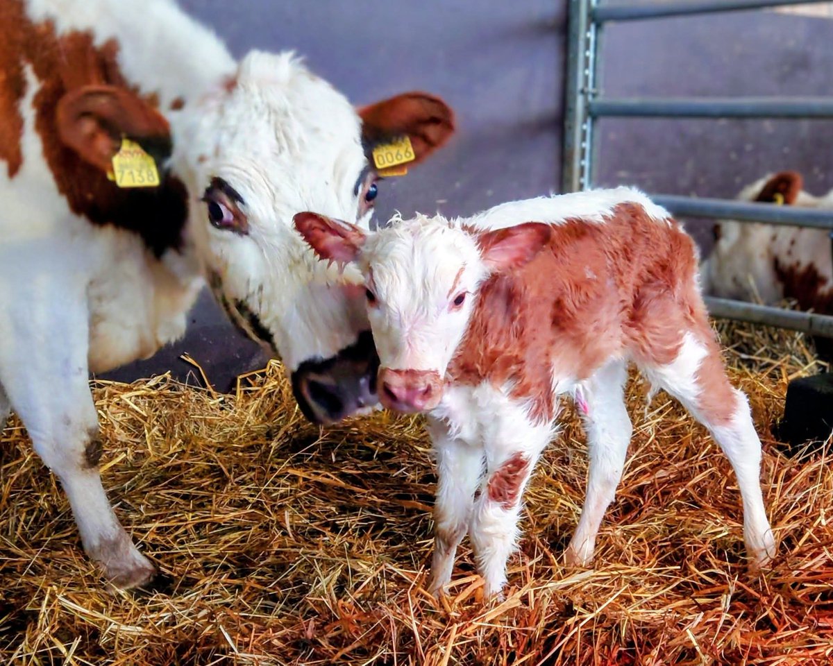 Sini Orha🇫🇮🇨🇦🇺🇸🇪🇪🇸🇪🇺🇦 tweet media