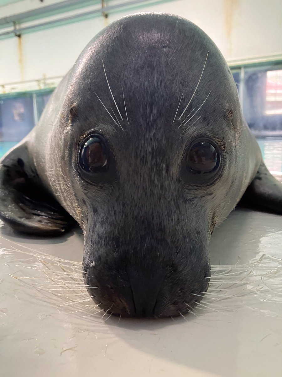 mossyseals's tweet photo. they won’t stop asking me to tell them what eye colour they have https://t.co/YsK6UWX8mj
