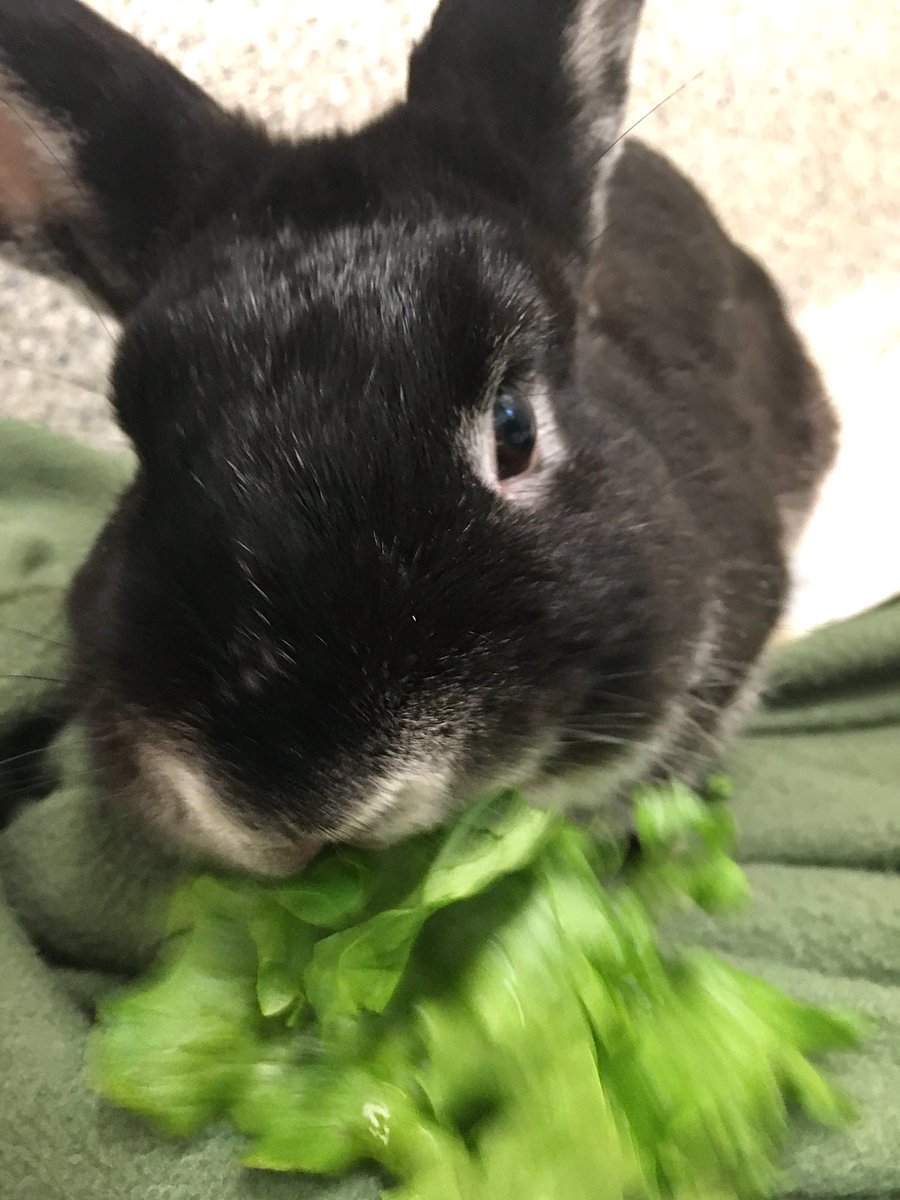 Spinach is ready for his forever home!

Spinach is an 11-month-old bunny full of curiosity and charm. He's a social little guy who loves spending time with his favourite people, especially enjoying head rubs and gentle pets.

Adopt Spinach: bit.ly/4mVNVtZ