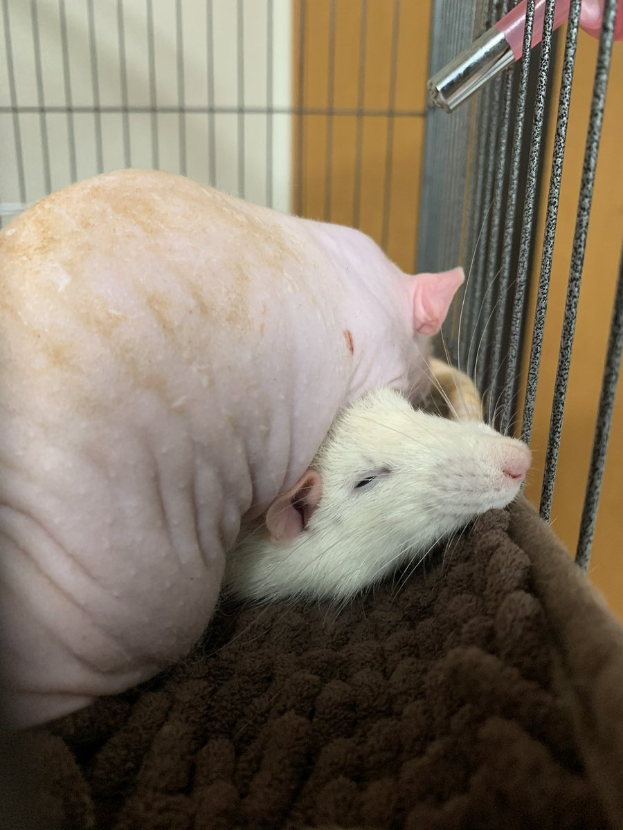 ねずみモッチリたま太郎 tweet media