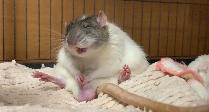 ねずみモッチリたま太郎 tweet media