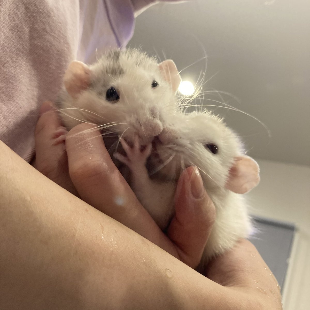 ねずみモッチリたま太郎 tweet media