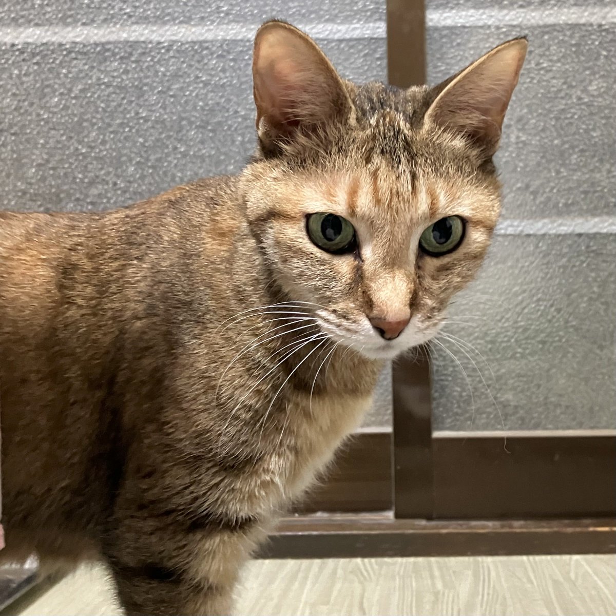 ちっぱ tweet media