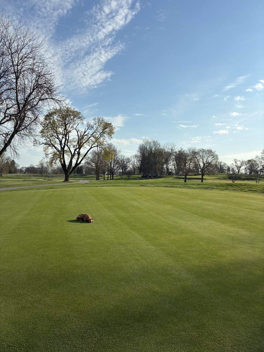 jordenvecchio01's tweet photo. Verticut on greens this morning did wonders to clean up our Bent, crew is knocking out a bunch of great things to get the course in top shape! #DogsOfTurf #OnlyAtTheBrook https://t.co/e0JNDdaEuM