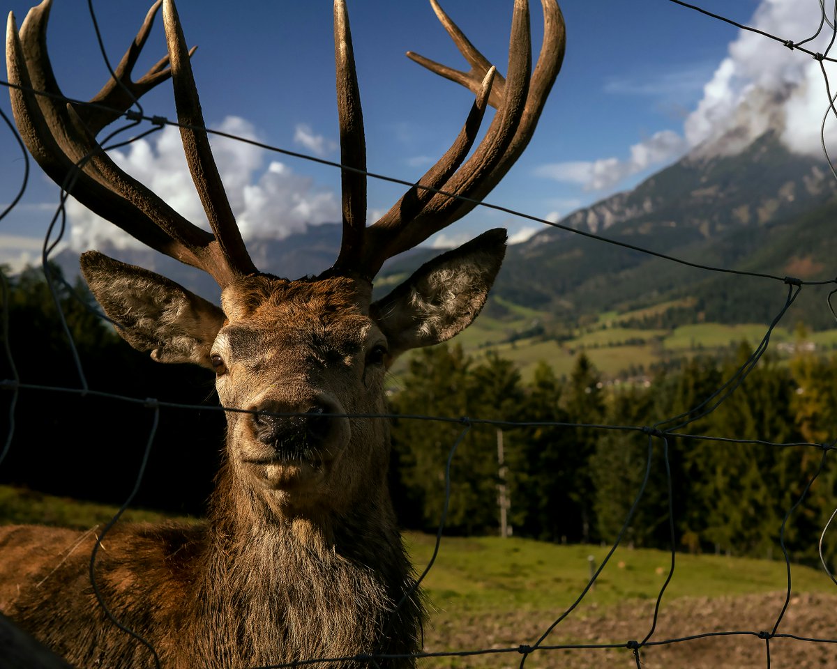 miraculousearth's tweet image. 📷 Photo 257:
📍Maria Alm, Austria

Would you trade your life for a peaceful one here?
#Austria #Travel #Earth