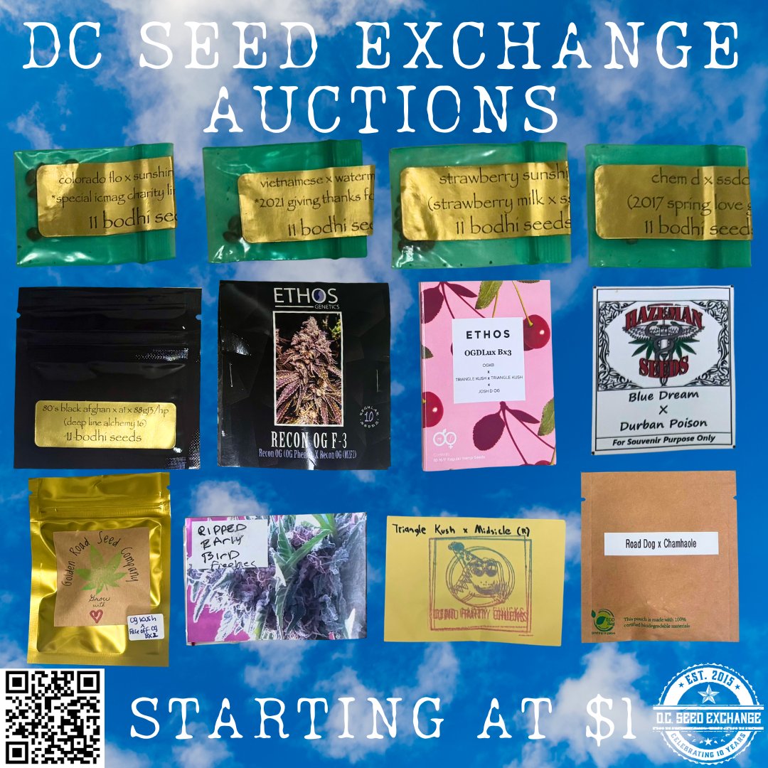 DCSeedExchange's tweet photo. Twelve new heaters up for grabs this weekend!
All starting at $1, no reserve. 🤯
📲 Scan the QR code for more information!
#seedauction #dcseedexchange #bodhiseeds #ethosgenetics #hazeman #vashon #dinochuckingparty #growyourown https://t.co/ynusjzSM7W