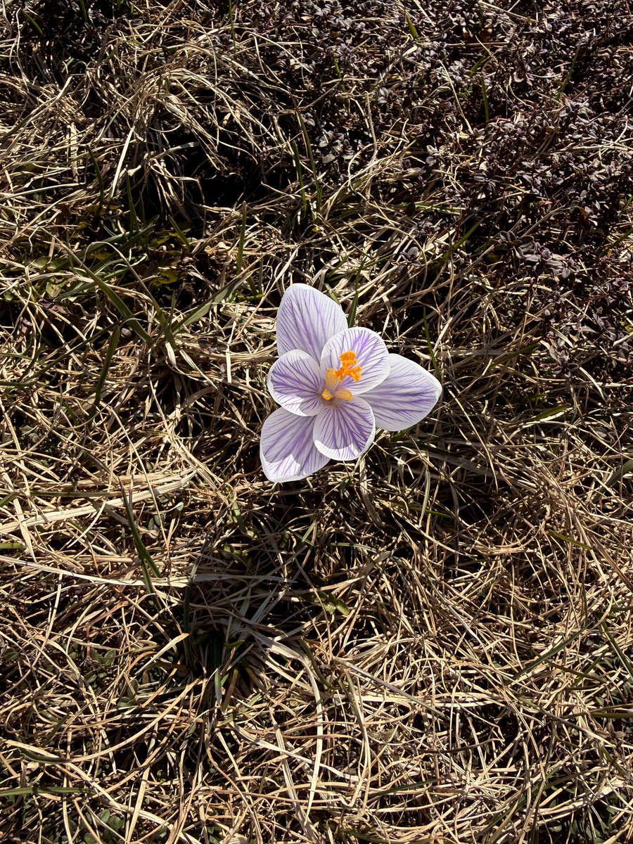 Lady Hollow Tree tweet media