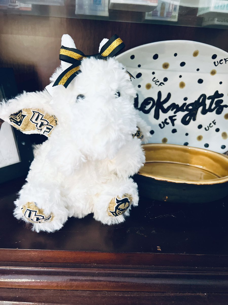 AmandaMSchaffer's tweet photo. Isn’t she perfect?!? A UCF Dragon 💛🖤 I am obsessed ⭐️ #UCF #KNIGHTS https://t.co/9ZPm4ztyse
