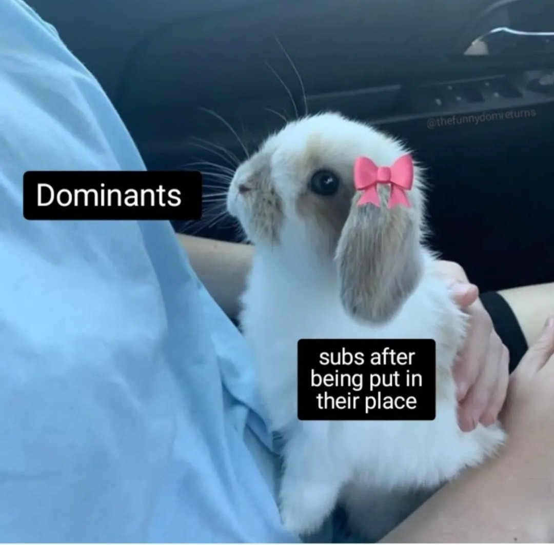 Assepoes😺 tweet media