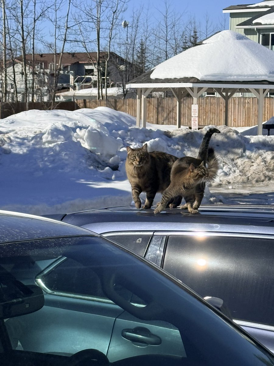 TWGreene1's tweet photo. Most cats stalk birds or little rodents, but not mine! They hang out at the car! https://t.co/7Kfm7uzeVm