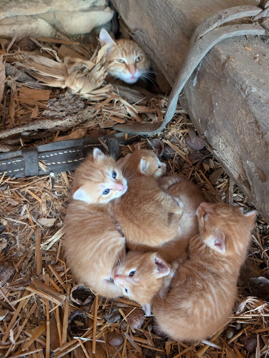 Albenque Pierre tweet media