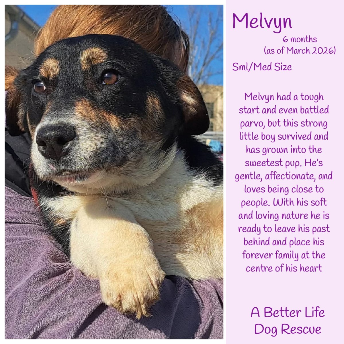 The Animal Team tweet media