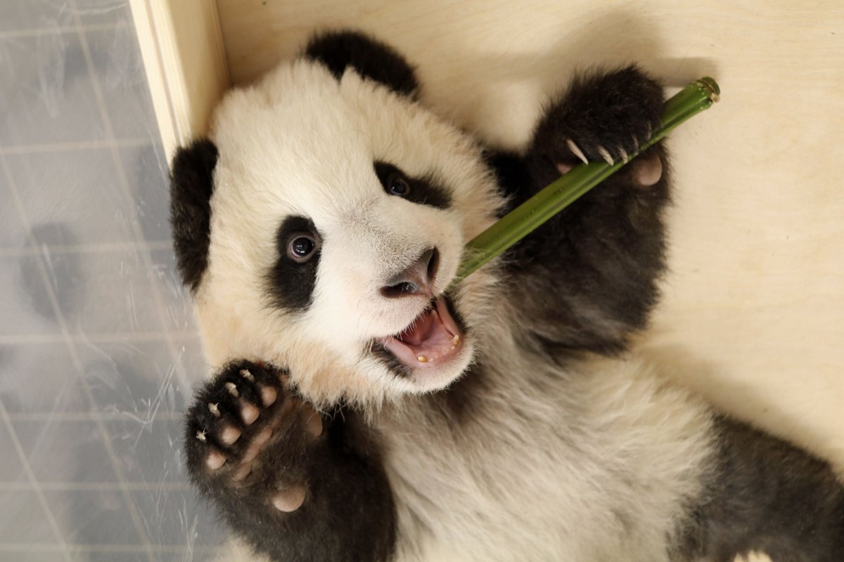 Rafael Fontana tweet media