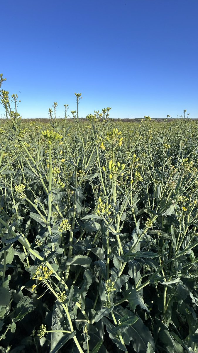 OlivierCOSTE2's tweet photo. @Lanvin14J @PierreA_Marre @BONNIN1402 @terresinovia Entre le nord et le sud,il y’a la Bourgogne.
Et cette année,on a une spécialité dans les #colzas,c’est de faire encore,puis encore et ça continue toujours à fabriquer de la photosynthèse 🫣🤔. https://t.co/T7rTs6RYTp