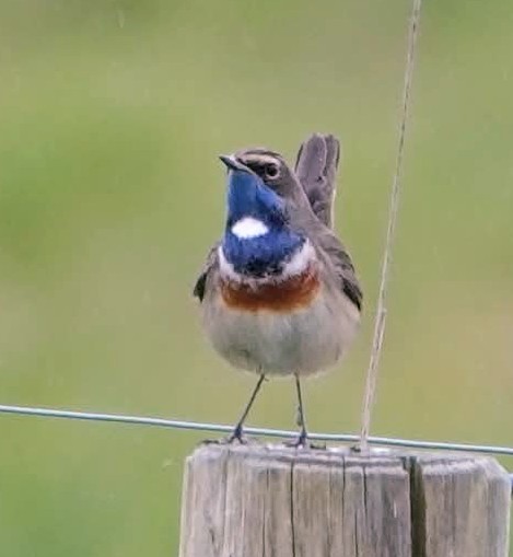 BirdingMsm's tweet photo. Plusieurs dizaines de chanteurs de Gorgebleues à miroir cette année en Baie du Mont-Saint-Michel, une excellente saison 👍 ! https://t.co/eKVqNjxa8h