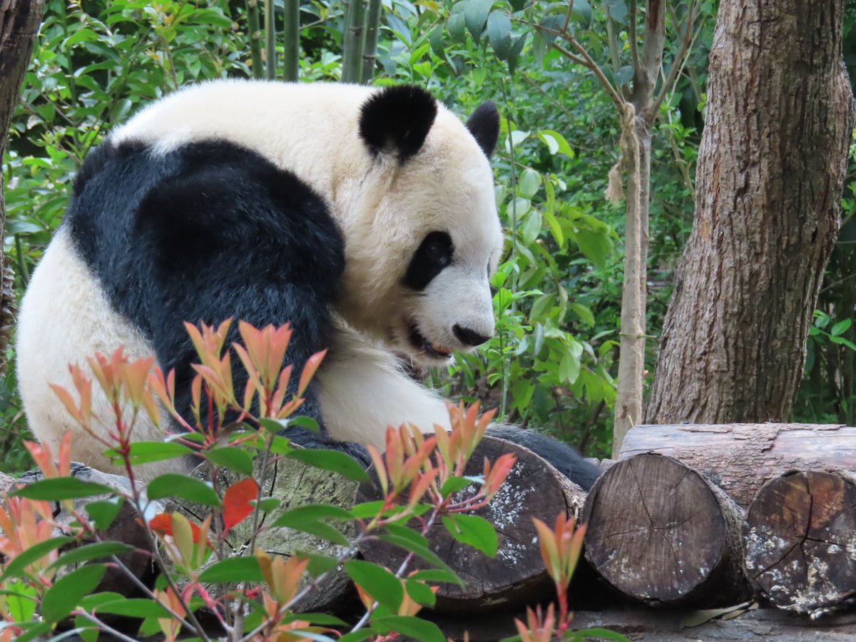 Pandaism tweet media