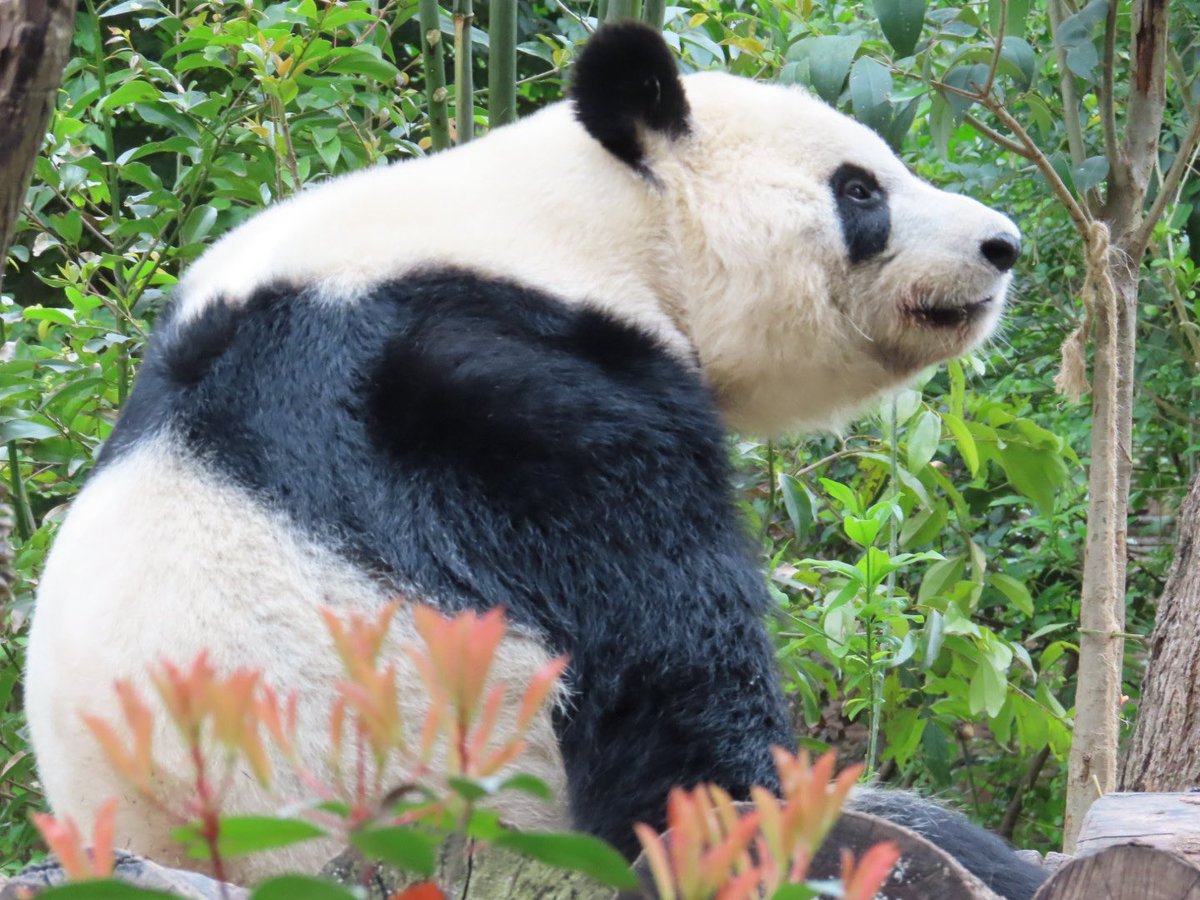 Pandaism tweet media