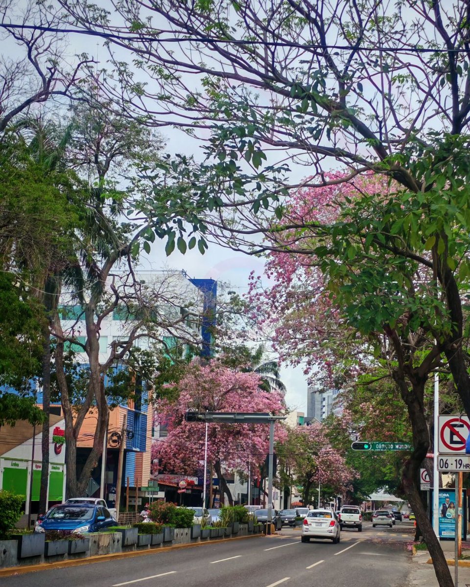 TabascoHOY's tweet photo. #GaleríaTH📸| Los maculís 🌸están en su mejor momento y ustedes lo están demostrando con cada fotografía 📸; colores, calles y paisajes 🌿se transforman en postales que reflejan el orgullo de vivir en Tabasco 💚.

Queremos seguir viendo Tabasco a través de tus ojos 👀. Comparte tus imágenes y forma parte de esta comunidad que celebra la belleza de nuestro entorno ✨.

👉https://t.co/MaPADTvVVx