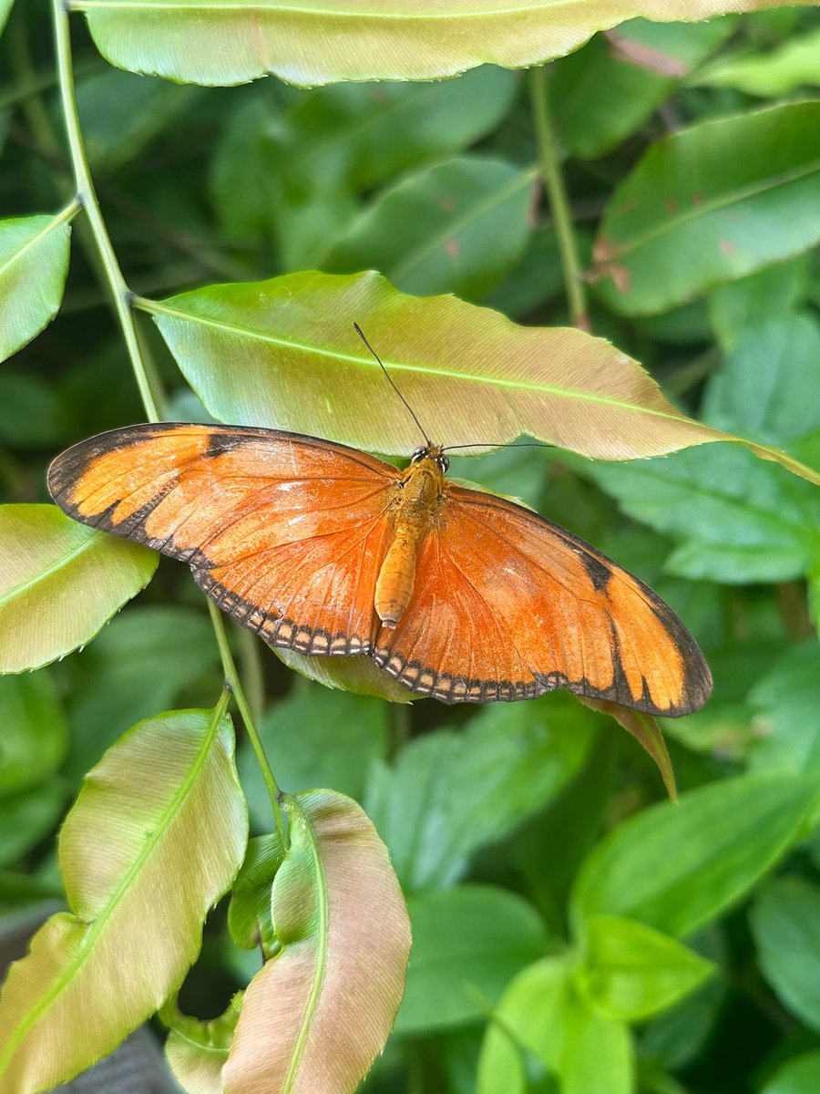 robin Ⓥ tweet media