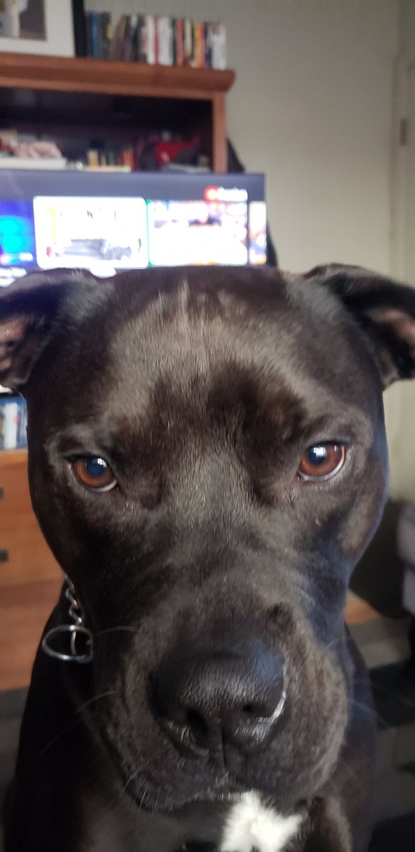 THE Sparky Treez tweet media