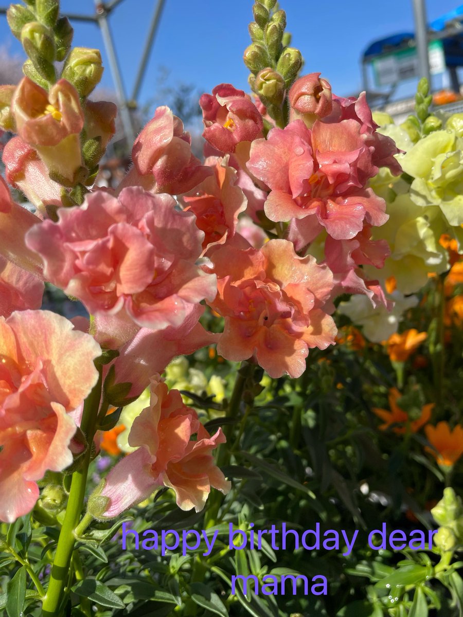 ku4ma1h's tweet image. おはワン🐶
母しゃん🐻🎉🎈飛んだワン🐶
#birthday