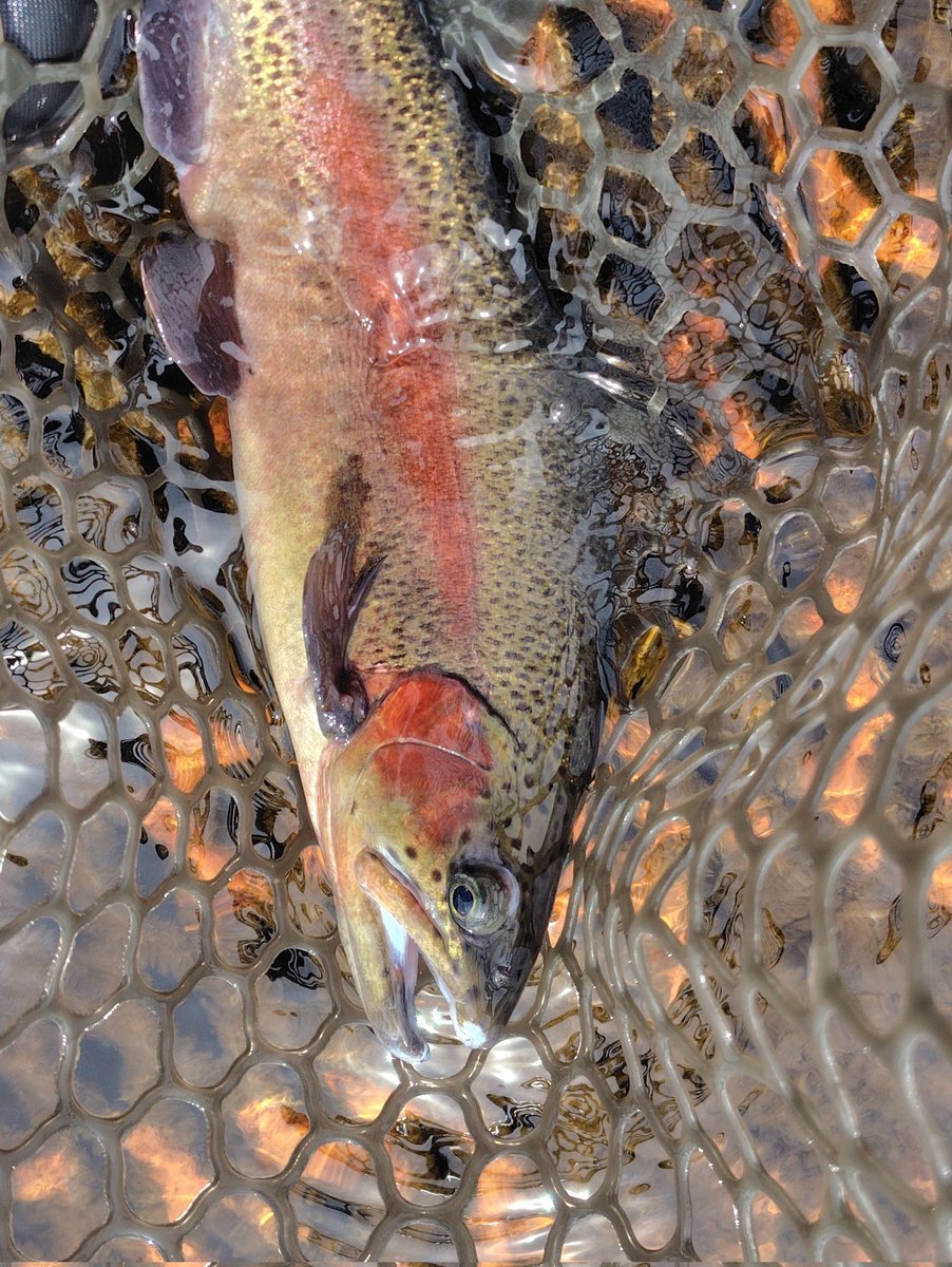 きくち ルアーフィッシング KIKUCHI LURE FISHING tweet media