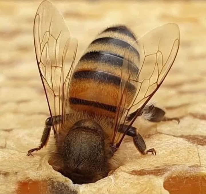 Jack Daniels tweet media