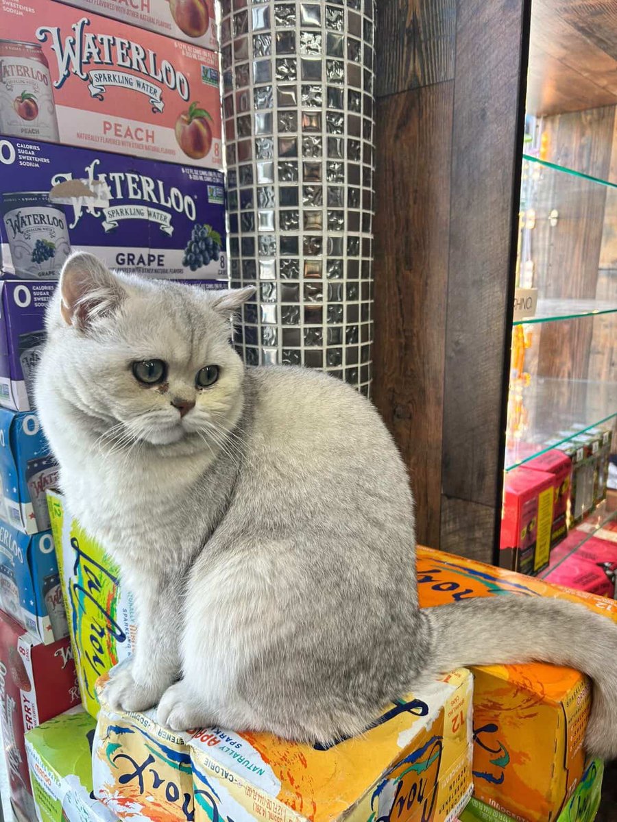 Bodega Cats tweet media