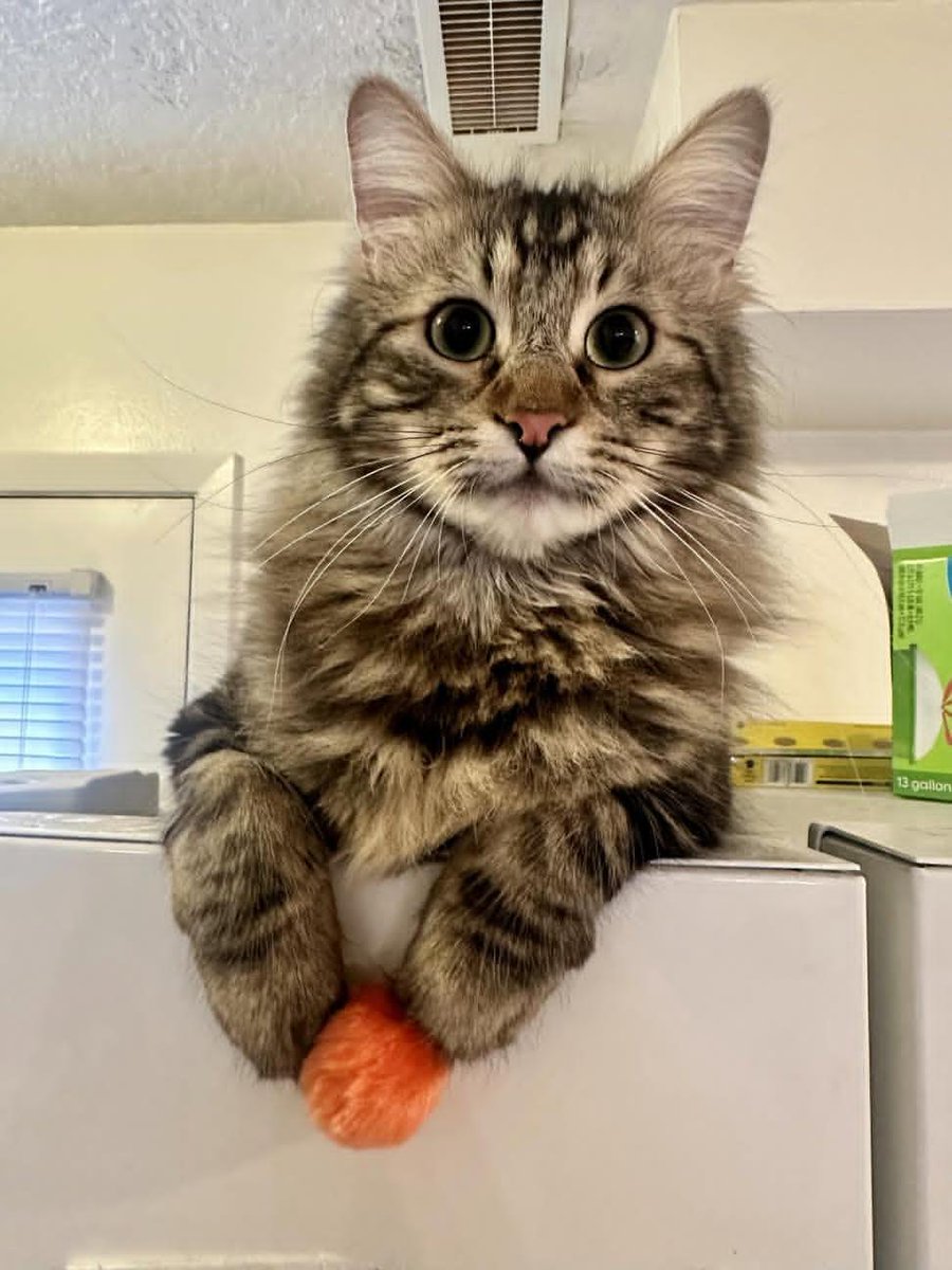 Sara Mary ⭐❤️ tweet media