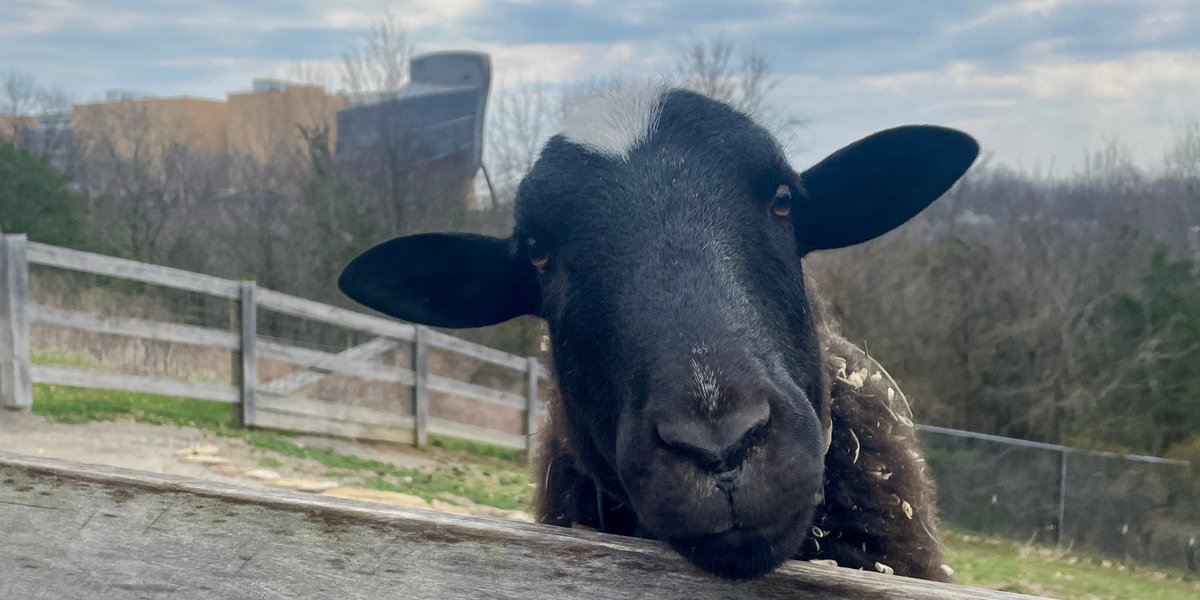 Ark Encounter tweet media