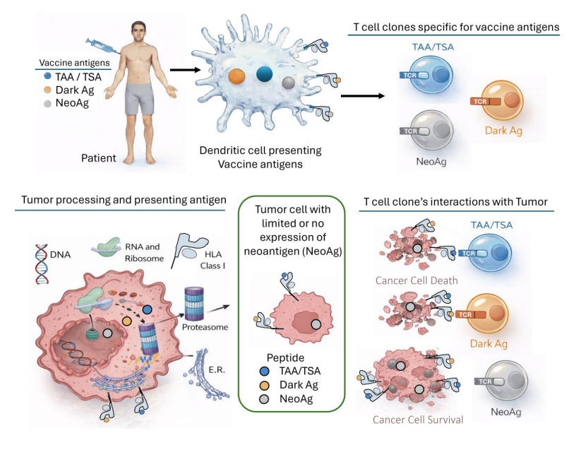 Journal for ImmunoTherapy of Cancer tweet media