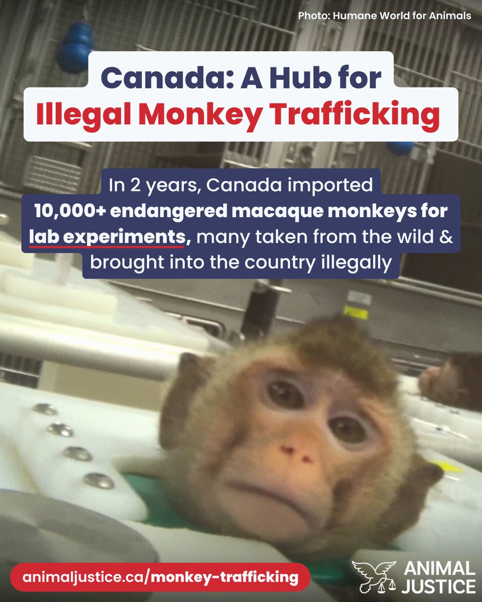 Animal Justice tweet media