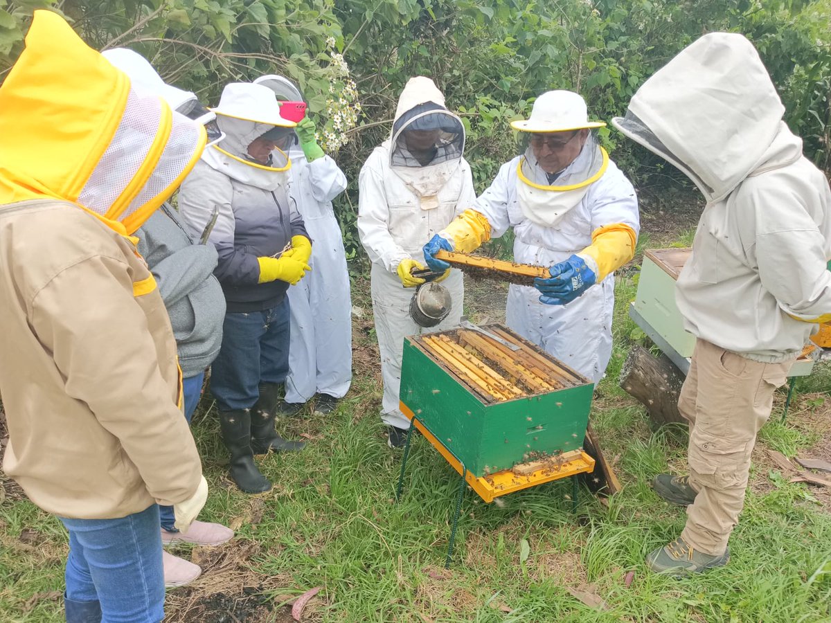 AgrocalidadZ7's tweet photo. #Loja📍 | Capacitamos sobre sanidad apícola y la importancia de obtener el Certificado Zoosanitario de Producción y Movilidad - Funcionamiento (CZPM-F), con el objetivo de sensibilizar a los apicultores de la parroquia Chuquiribamba 🐝🌻. #AgrocalidadCapacita https://t.co/mSZmOetGMW