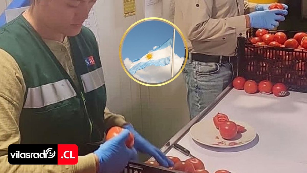 VilasRadio's tweet photo. 🇦🇷🍅🇨🇱EXPORTACIONES DE TOMATE ARIQUEÑO SUPERAN LOS 5 MILLONES DE DÓLARES Y APUNTAN AL MERCADO ARGENTINO

📲💻Revisa la nota completa en: https://t.co/9IRxEpgtLK

#AricayParinacota #Exportaciones #Tomate #Argentina #Comercio #ProChile #Chile #Arica #Iquique #Tamarugal #Tarapacá https://t.co/iuOZ2MFfgt