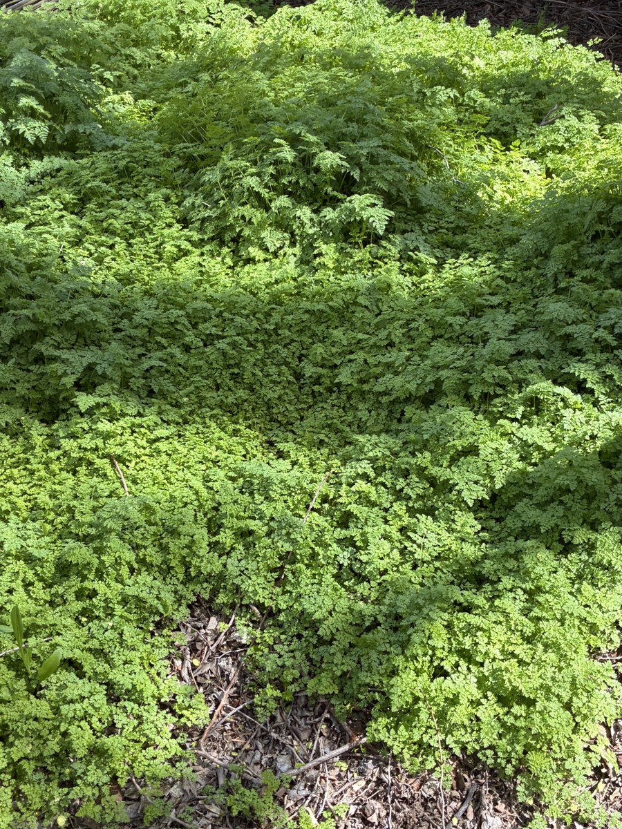 Link! 🐾 tweet media