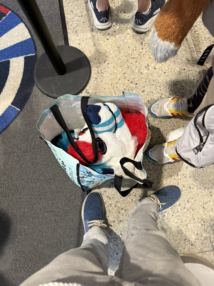 KimboTheFox's tweet photo. Home from LVFC on Monday. 

Arrived in Honduras on Thursday 😎 https://t.co/aow6CEV00a