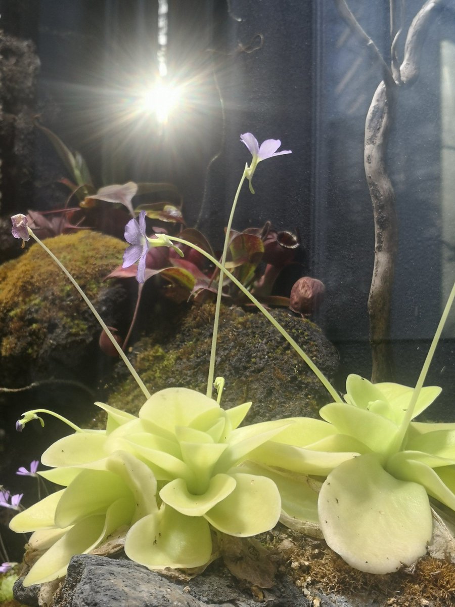 Annette Pote tweet media