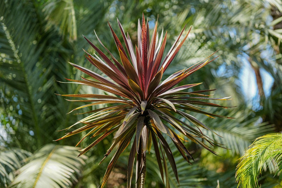 BloomingSecrets tweet media