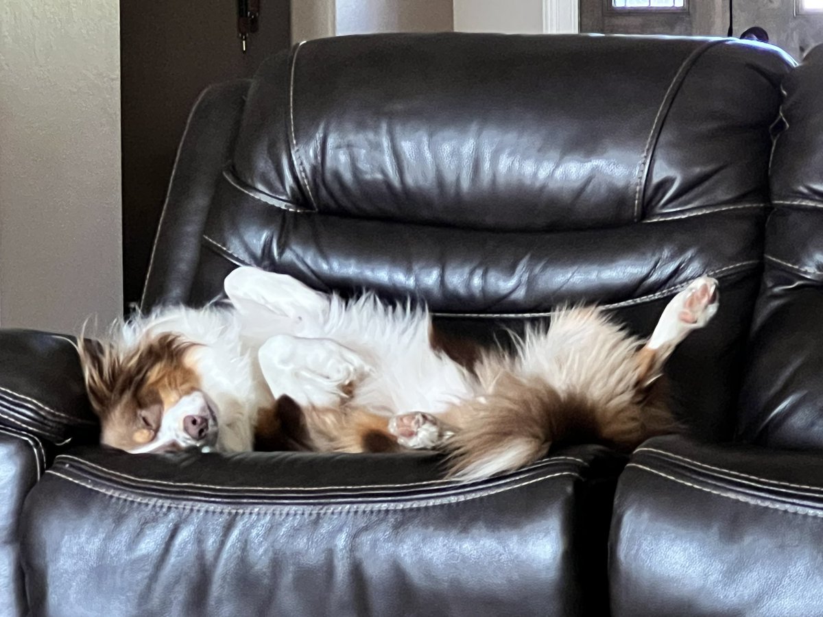 Christytweets83's tweet photo. @srkntnyldz A house is more cozy with dogs that have access to the couch/bed! https://t.co/fMgHc9Kevf