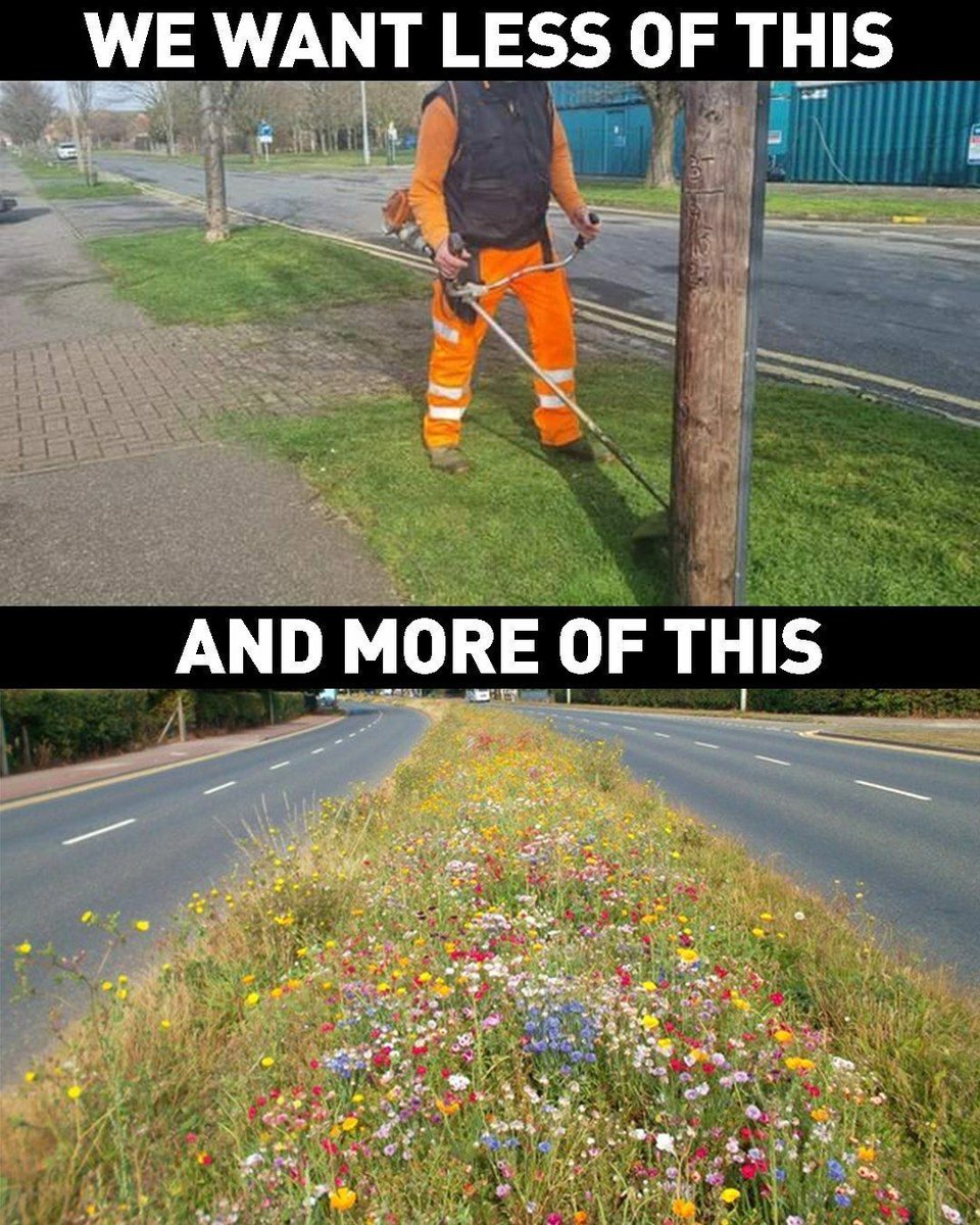 giveashitnature's tweet photo. We don’t need perfectly mowed grass.

Sometimes the most beautiful thing you can do is let it grow.

This median shows what happens when communities stop treating every strip of grass like a golf course and allow native wildflowers to bloom instead.

Would you rather see more sterile grass… or more of this?